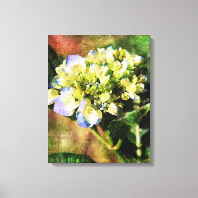 Lienzo Fotografía artística de Hydrangea (Anverso)