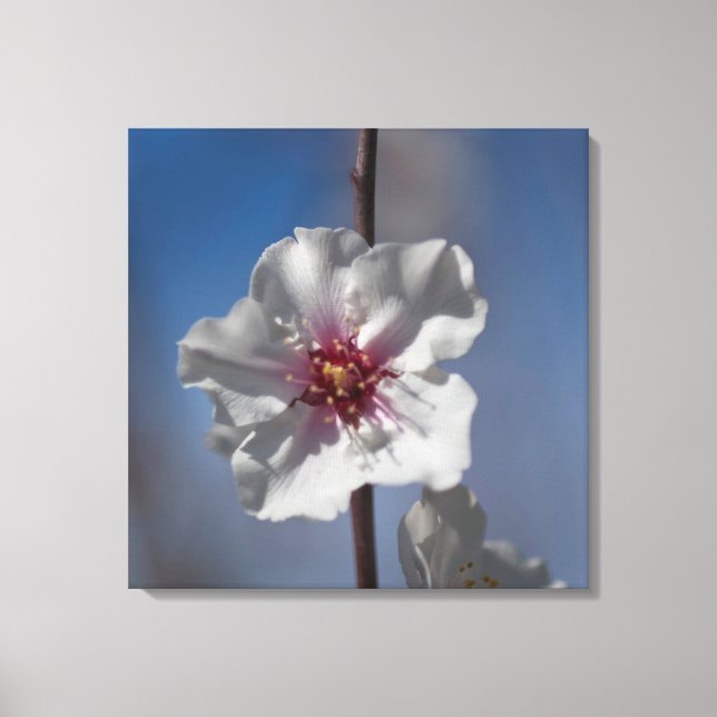 Lienzo Fotografía botánica floral de flores de almendra b (Anverso)