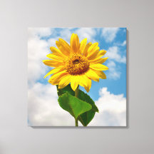 Fotografía botánica floral de girasol simple