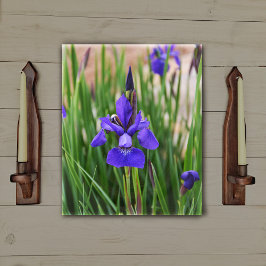 Lienzo Fotografía Botánica Floral de Iris Púrpura