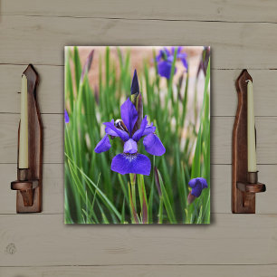 Lienzo Fotografía Botánica Floral de Iris Púrpura