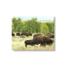 Fotografía de animales de la naturaleza de Wyoming