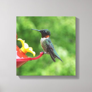 Lienzo Fotografía de aves de colibrí de garganta rubí
