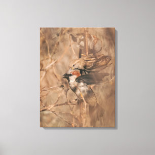Lienzo Fotografía de aves gorriones en primavera Fotograf