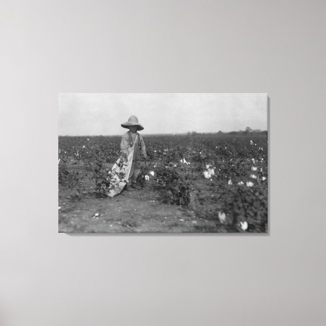 Lienzo Fotografía de Boy Picking Cotton al Oeste, Texas (Anverso)