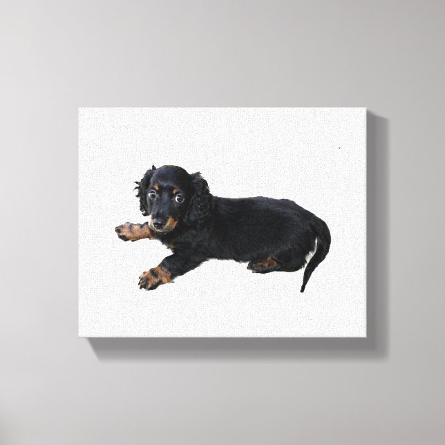 Lienzo Fotografía de Cachorro Español Dachshund (Anverso)