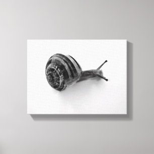 Lienzo Fotografía de caracol de jardín en la naturaleza