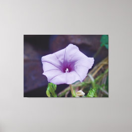 Lienzo Fotografía de Cerca de Delicada Flor Morada