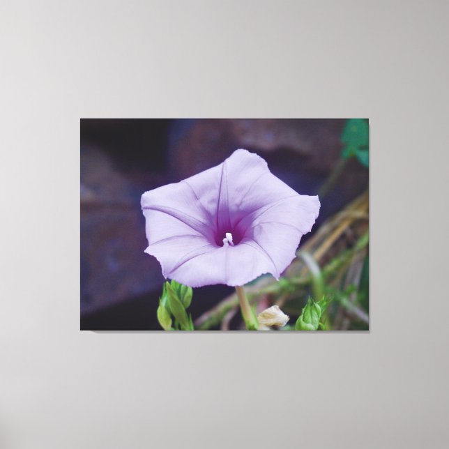 Lienzo Fotografía de Cerca de Delicada Flor Morada (Anverso)