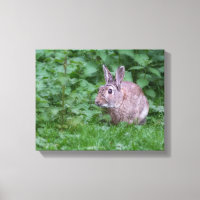 fotografía de conejo salvaje