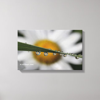 Lienzo Fotografía de Daisy Drops