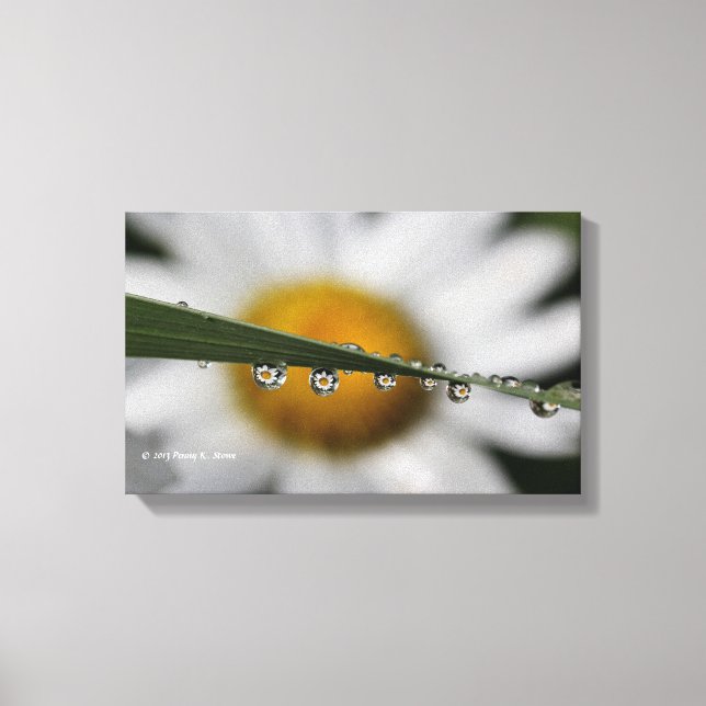 Lienzo Fotografía de Daisy Drops (Anverso)