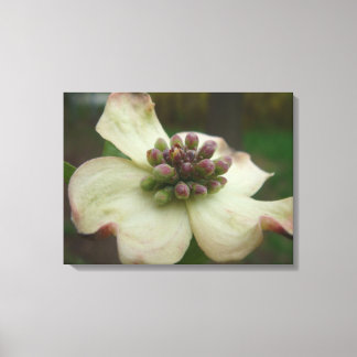 Lienzo Fotografía de Dogwood Blossom