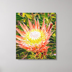 Lienzo Fotografía de flor australiana Protea