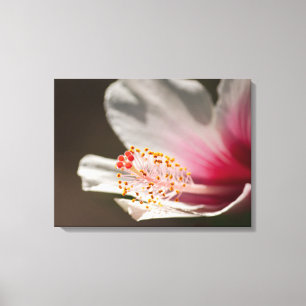 Lienzo Fotografía de Flor de Hibiscus Trópico Blanco y Ro