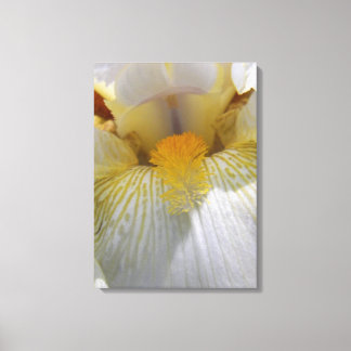 Lienzo Fotografía de Flor Iris
