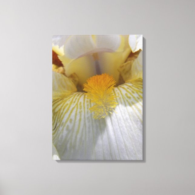 Lienzo Fotografía de Flor Iris (Anverso)