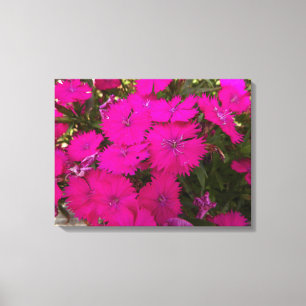 Lienzo Fotografía de flores rosadas brillantes
