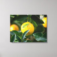 Fotografía de fruta del árbol de limón