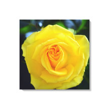 Fotografía de hermosa flor de rosa amarilla.