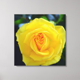 Lienzo Fotografía de hermosa flor de rosa amarilla.