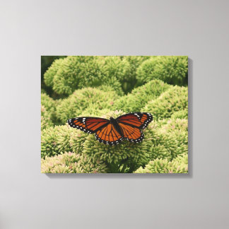 Lienzo Fotografía de la hermosa naturaleza de la mariposa