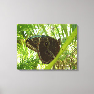 Lienzo Fotografía de la naturaleza de la mariposa Blue Mo