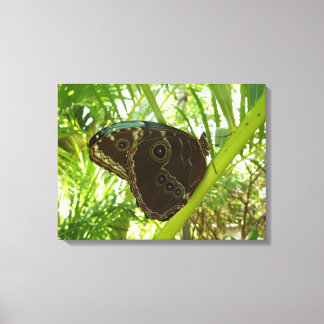 Lienzo Fotografía de la naturaleza de la mariposa Blue Mo