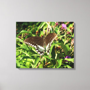 Lienzo Fotografía de la Naturaleza de la Mariposa Cola de