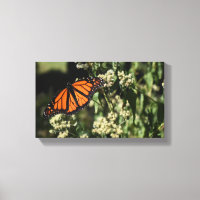 Fotografía de la naturaleza de la mariposa del mon