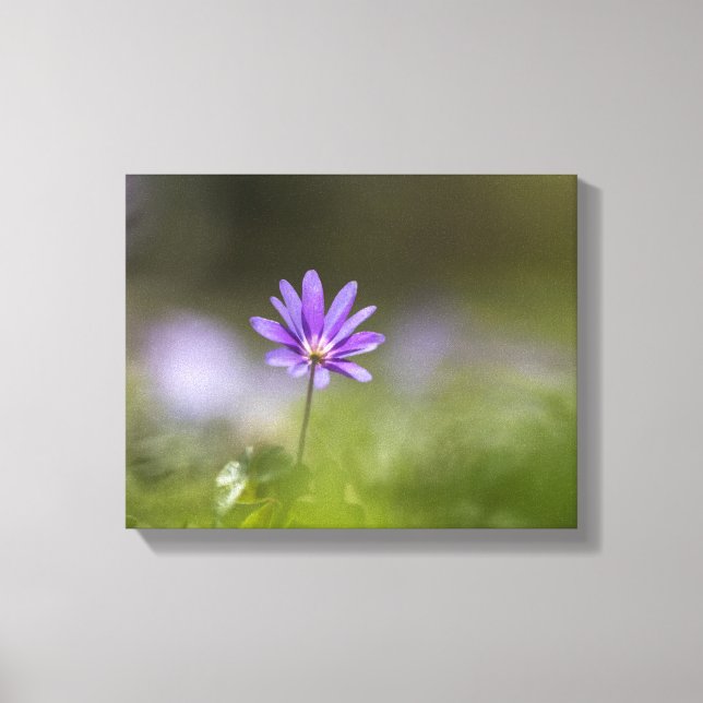 Lienzo Fotografía de la naturaleza de los girasoles morad (Anverso)