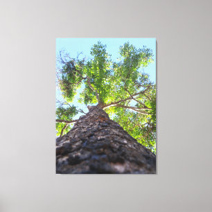 Lienzo Fotografía de la naturaleza de un majestuoso árbol