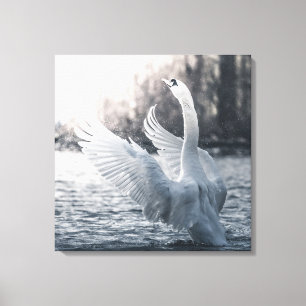 Lienzo Fotografía de la naturaleza del cisne blanco