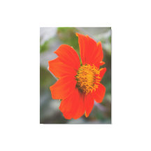 Fotografía de la Naturaleza Flor Naranja Cálida Vi