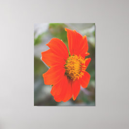 Lienzo Fotografía de la Naturaleza Flor Naranja Cálida Vi