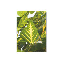 Fotografía de la Naturaleza Textura de Hoja Verde