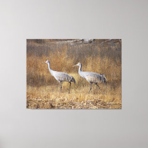 Lienzo Fotografía de los animales de la fauna de los
