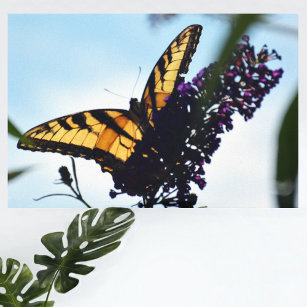 Lienzo Fotografía de mariposa de cola de cruz de tigre or