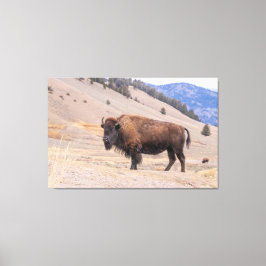Lienzo Fotografía de moreno americano, Yellowstone
