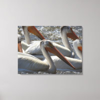 Fotografía de Naturaleza del Pelícano Blanco Ameri