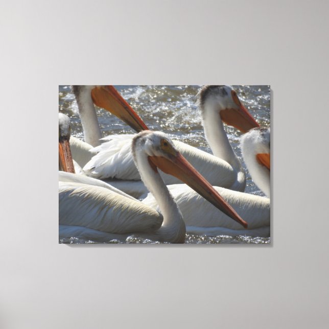 Lienzo Fotografía de Naturaleza del Pelícano Blanco Ameri (Anverso)