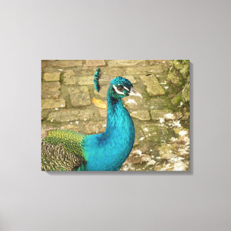 Lienzo Fotografía de Naturaleza Hermosa Pavo Real