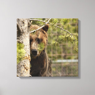 LIENZO FOTOGRAFÍA DE OSO GRIZO DE PEEKING