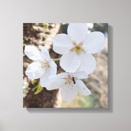 Lienzo Fotografía de Primer Plano de Flor de Cerezo Sakur