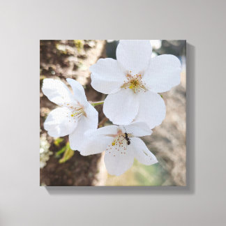 Lienzo Fotografía de Primer Plano de Flor de Cerezo Sakur