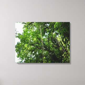 Lienzo Fotografía de selva tropical de jungle Ropes