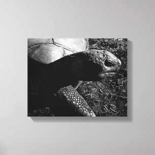 Lienzo Fotografía de tortuga en blanco y negro