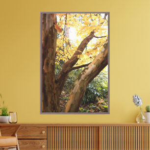 Lienzo Fotografía de un árbol Stewartia japonés colorido
