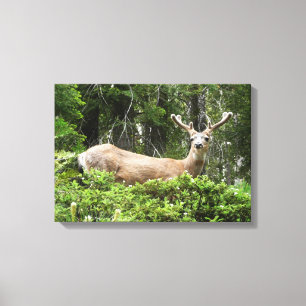 Lienzo Fotografía de venados en la naturaleza de Yosemite