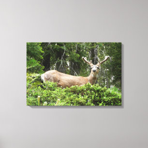 Lienzo Fotografía de venados en la naturaleza de Yosemite